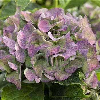 Hydrangea macrophylla 'Early Blue'(s)