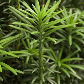 Cephalotaxus harringtonia 'Fastigiata'