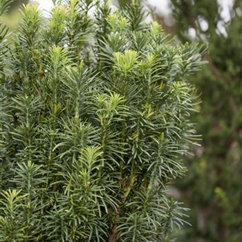 Cephalotaxus harringtonia 'Fastigiata'