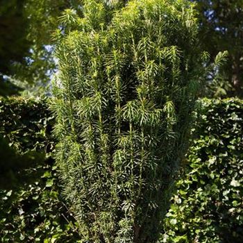 Cephalotaxus harringtonia 'Fastigiata'