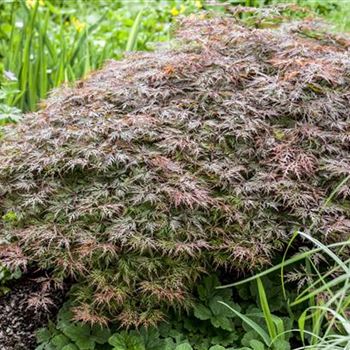 Acer palmatum 'Dissectum Garnet'