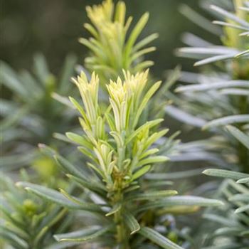 Cephalotaxus harringtonia 'Fastigiata'