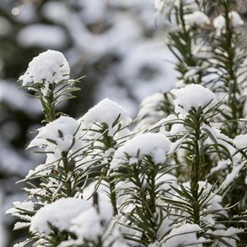 Cephalotaxus harringtonia 'Fastigiata'