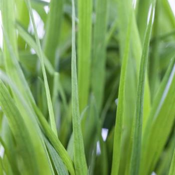 Juncus ensifolius