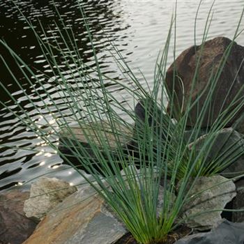 Juncus inflexus