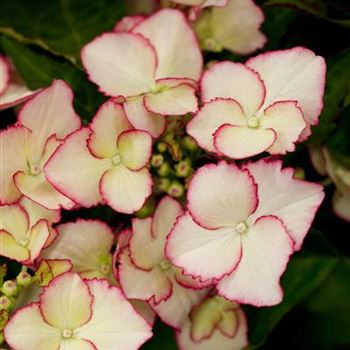 Hydrangea macrophylla 'Love You Kiss'®