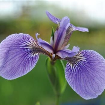 Iris sibirica 'Perry´s Blue'