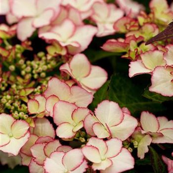 Hydrangea macrophylla 'Love You Kiss'®