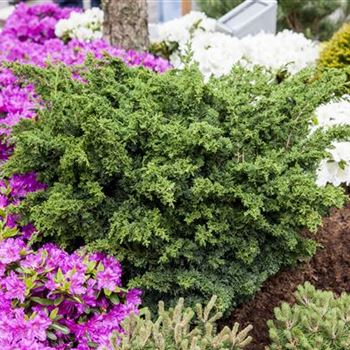 Juniperus chinensis 'Blaauw'