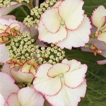 Hydrangea macrophylla 'Love You Kiss'®