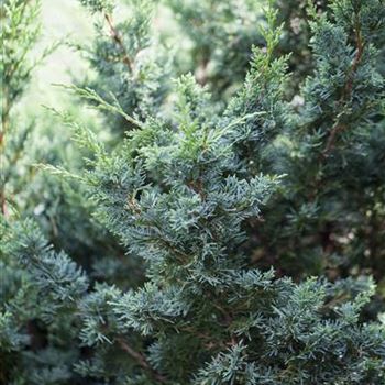 Juniperus chinensis 'Blaauw'