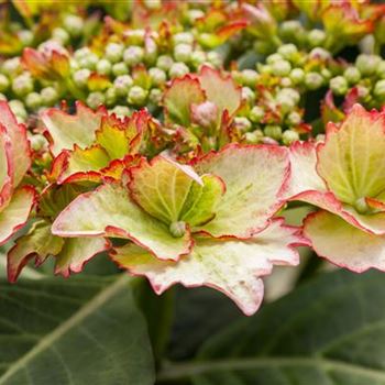 Hydrangea macrophylla 'Love You Kiss'®