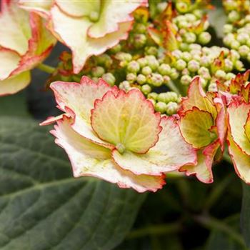 Hydrangea macrophylla 'Love You Kiss'®