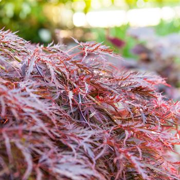 Acer palmatum 'Dissectum Garnet'