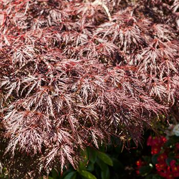 Acer palmatum 'Dissectum Garnet'