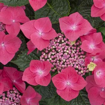 Hydrangea macrophylla 'Kardinal'