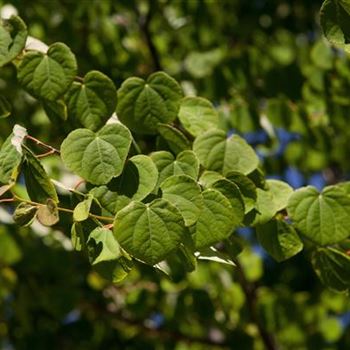 Cercidiphyllum japonicum