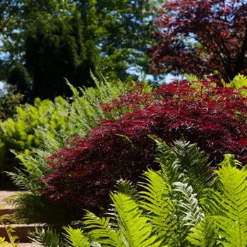 Acer palmatum 'Dissectum Garnet'