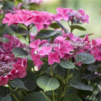 Hydrangea macrophylla 'Kardinal'