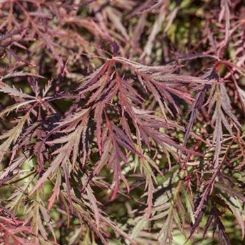 Acer palmatum 'Dissectum Garnet'