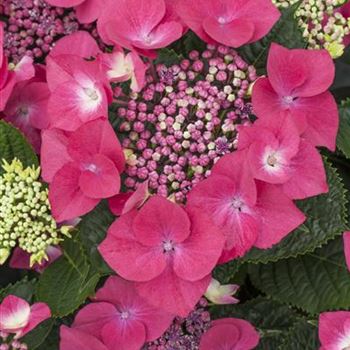 Hydrangea macrophylla 'Kardinal'