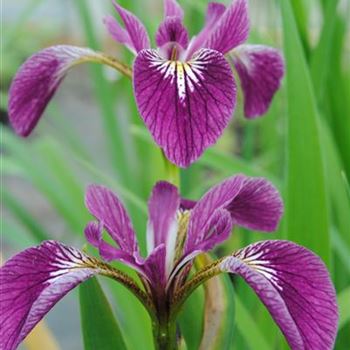 Iris versicolor 'Kermesina'