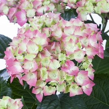 Hydrangea macrophylla 'Leuchtfeuer'