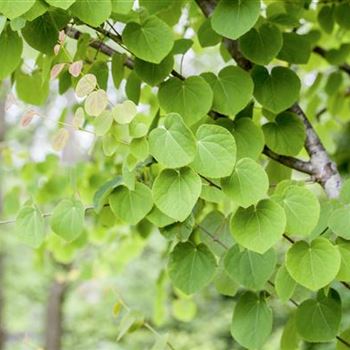 Cercidiphyllum japonicum