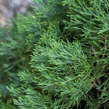 Juniperus chinensis 'Spartan'