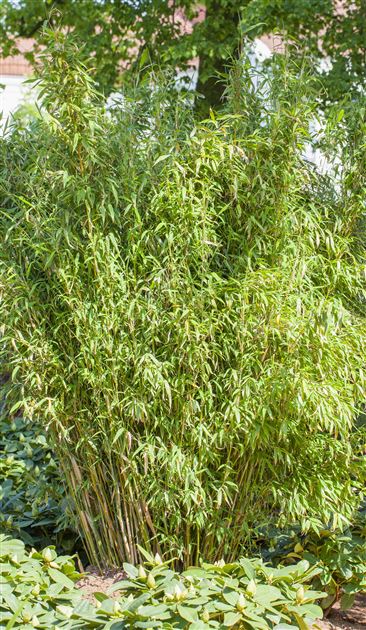 kaktus cereus peruvianus Cereus peruvianus SAMEN