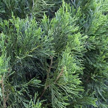 Juniperus chinensis 'Spartan'