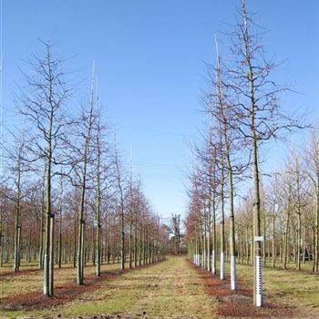MRSE_Sol_baum_4xv_STU20-25_Kr_br100-150_R_HO1146_04_03_10_33591.jpg