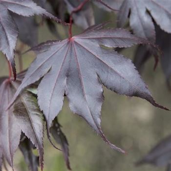 Acer palmatum 'Fireglow'