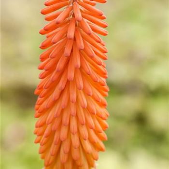 Kniphofia uvaria 'Alcazar'