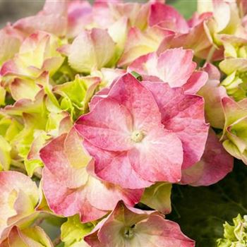 Hydrangea macrophylla 'Messalina'