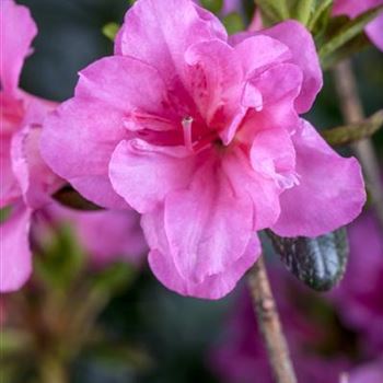 Rhododendron obtusum 'Babuschka'®