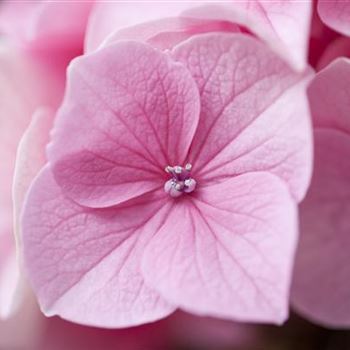 Hydrangea macrophylla 'Messalina'