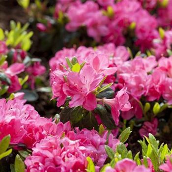 Rhododendron obtusum 'Canzonetta'