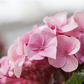 Hydrangea macrophylla 'Messalina'