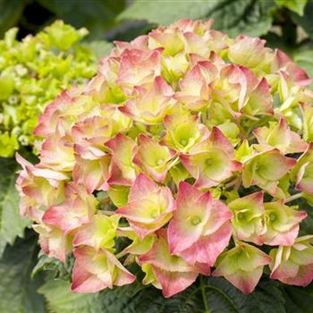 Hydrangea macrophylla 'Messalina'