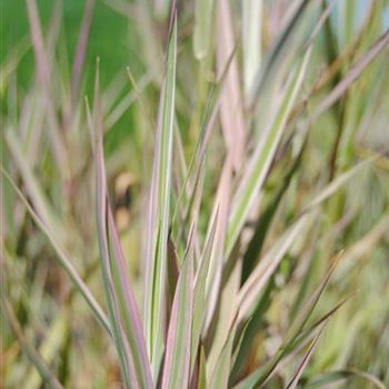 Glyceria maxima 'Variegata'