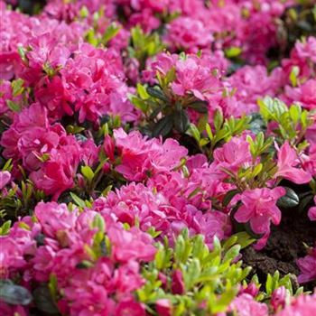 Rhododendron obtusum 'Canzonetta'