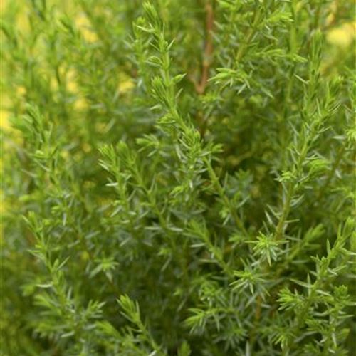 Juniperus communis 'Compressa'