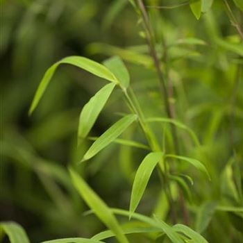 Fargesia nitida 'Great Wall'