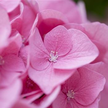 Hydrangea macrophylla 'Rosita'