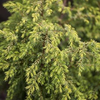 Juniperus communis 'Gold Cone'