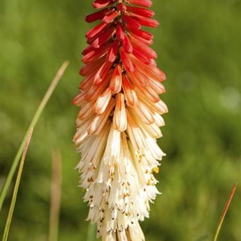 Kniphofia uvaria 'Papaya Popsicle'