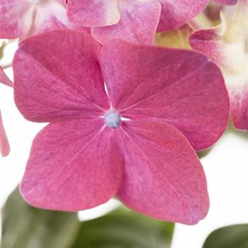 Hydrangea macrophylla