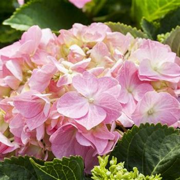 Hydrangea macrophylla 'Rosita'