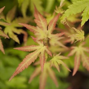 Acer palmatum 'Orange Dream'